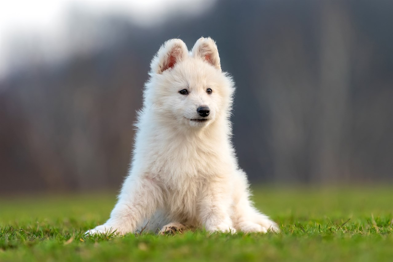 Cute White Swiss Shepherd Puppy sitting down on its lower back