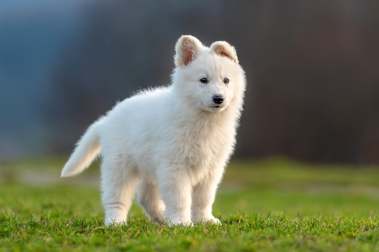 White Swiss Shepherd Puppy standing on green grass field looking cute