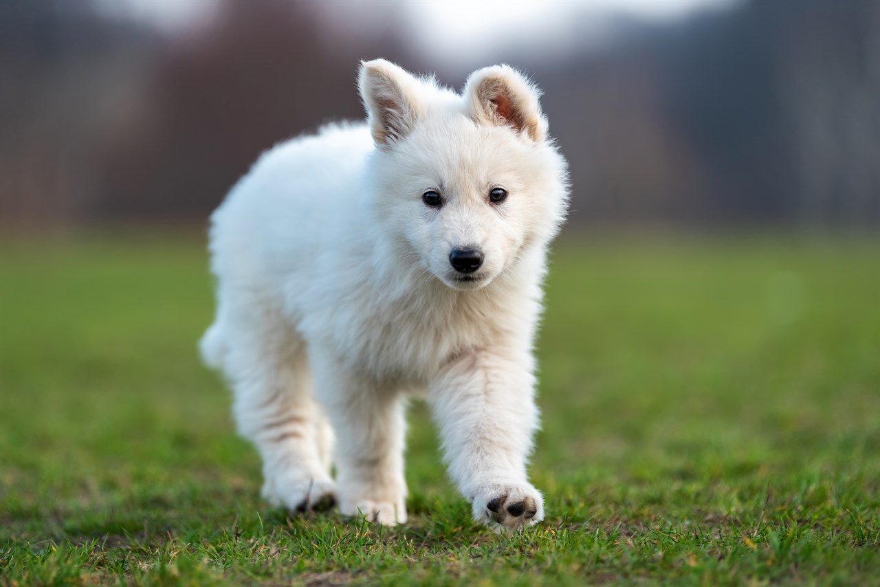 White Swiss Shepherd Puppy walking towards camera on green grass field