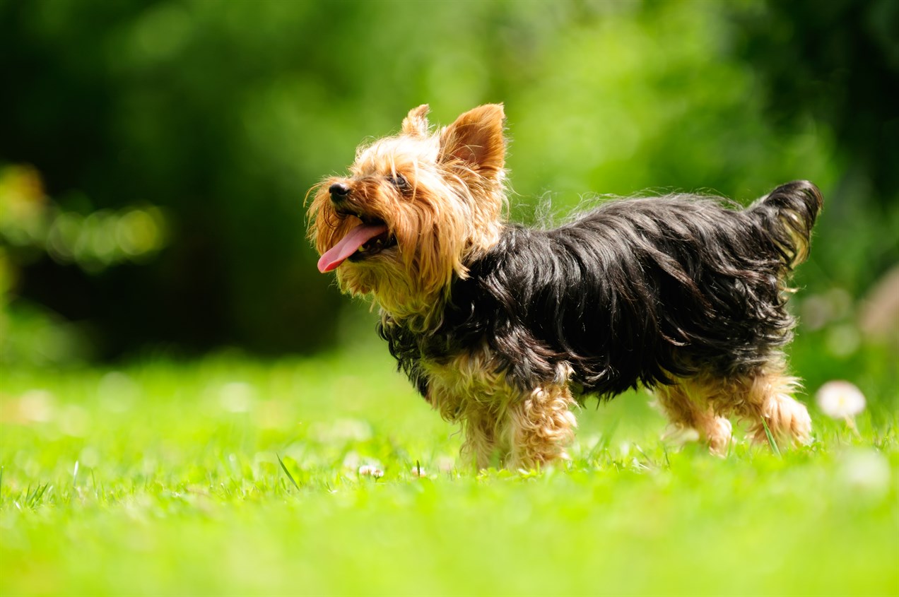 Yorkshire Terrier Dog standing on beautiful grass on sunny day smiling wide