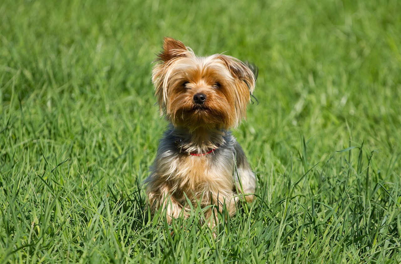 Yorkshire Terrier Dog standing in the middle of tall green grass looking straight at the camera