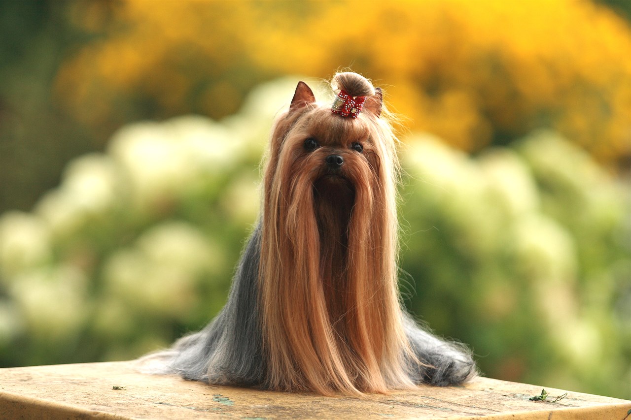 Long hair Yorkshire Terrier Dog standing on on top of wooden table outdoor