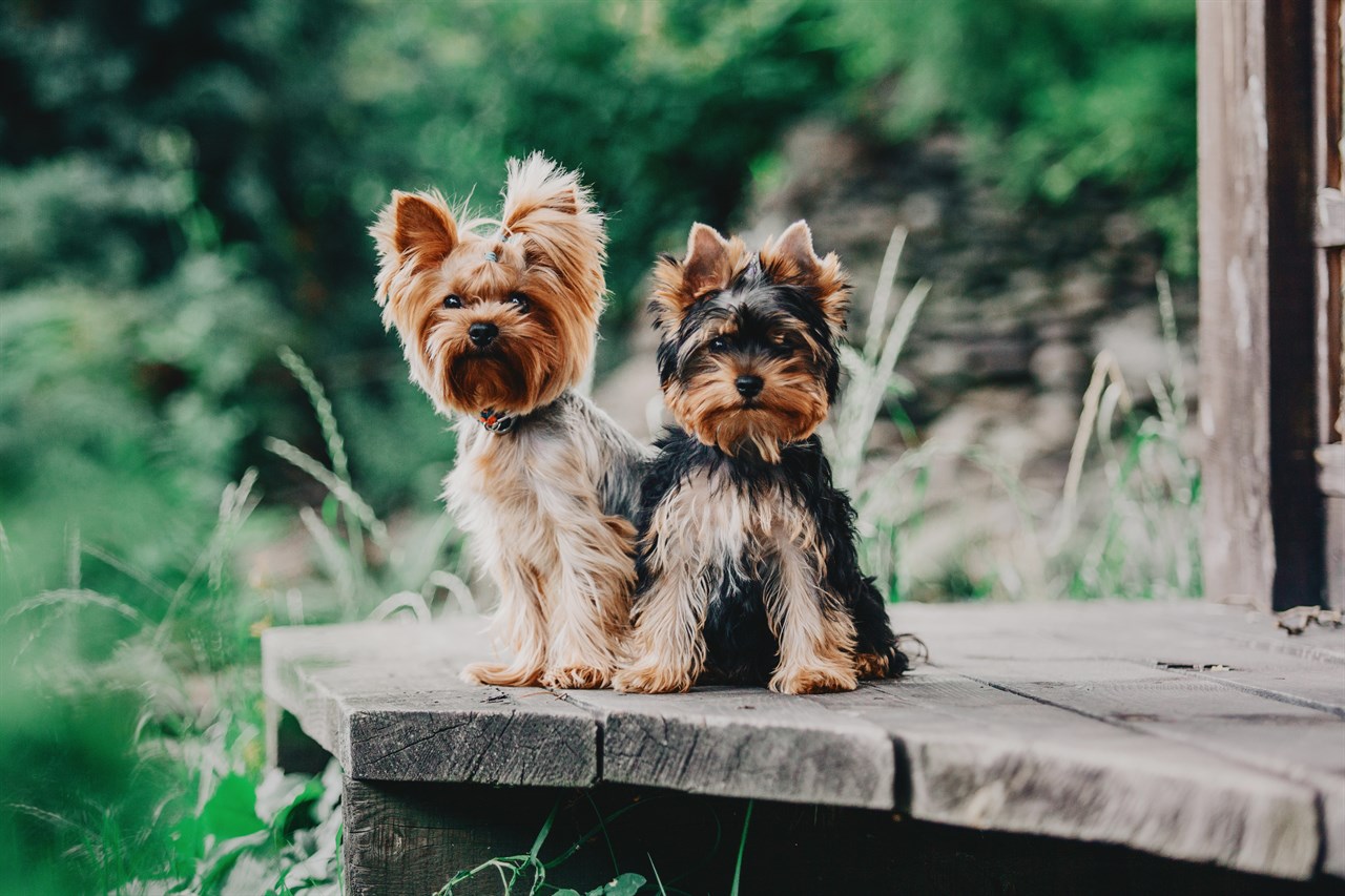 Two Yorkshire Terrier Dogs standing together on a porch with greenery background