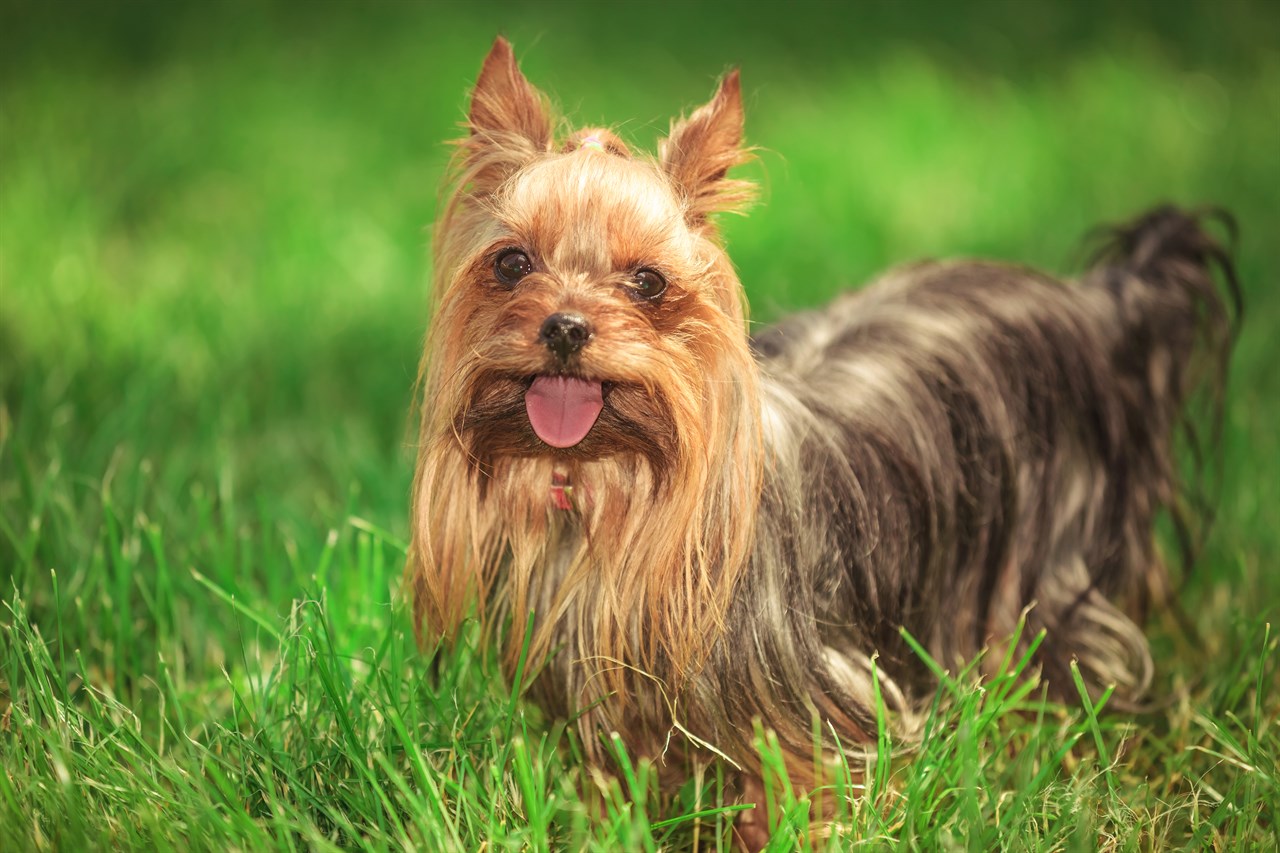 Yorkshire Terrier Dog standing on tall grass smiling at camera with its tongue out