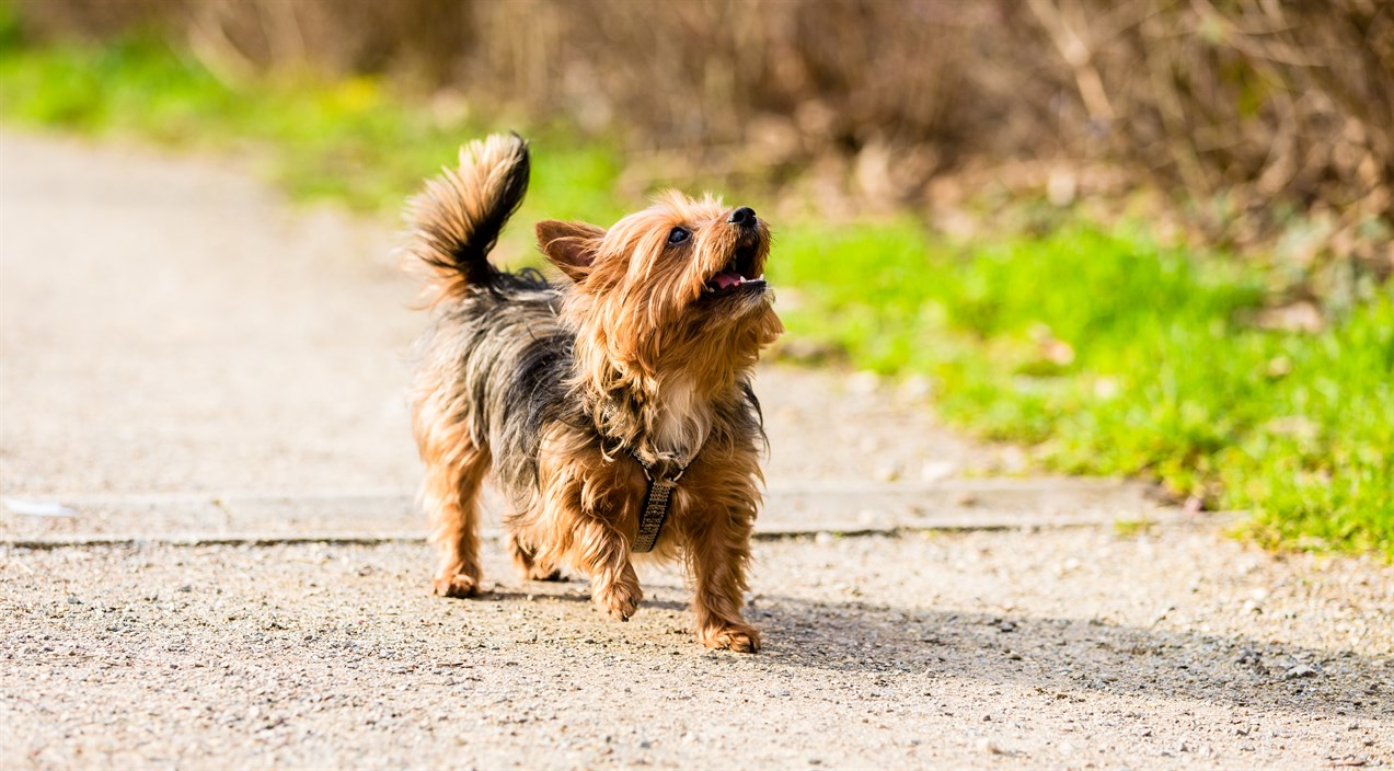 Yorkshire Terrier Dog enjoy walking on pavement road