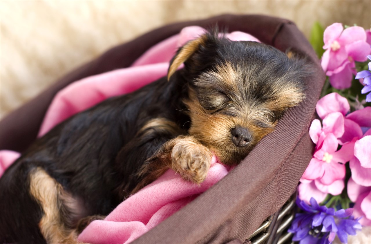 Yorkshire Terrier Puppy sleeping in brown ratton basket surrounded with pink flower