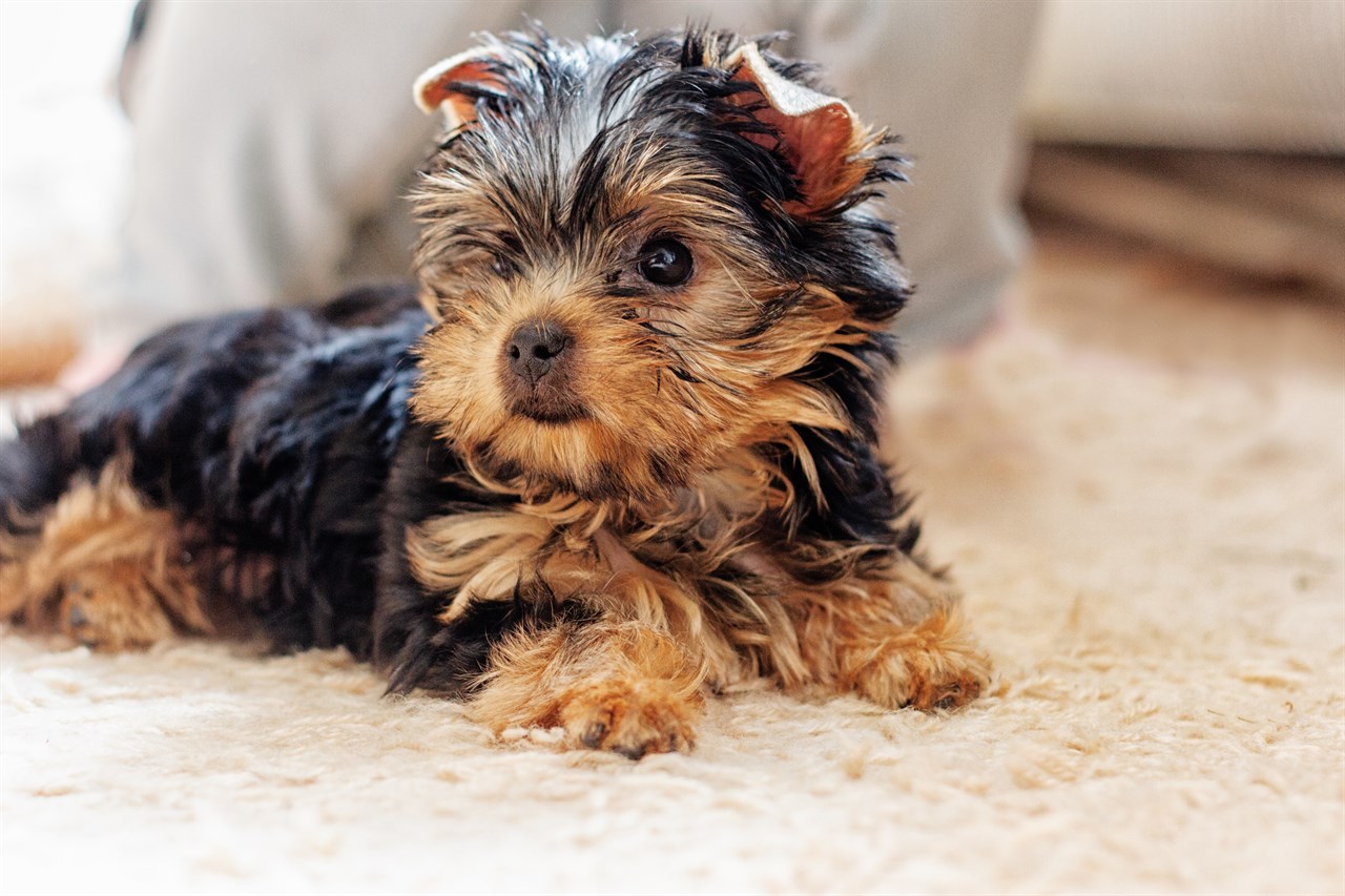 Adorable Yorkshire Terrier Puppy sitting down in the living room carpet