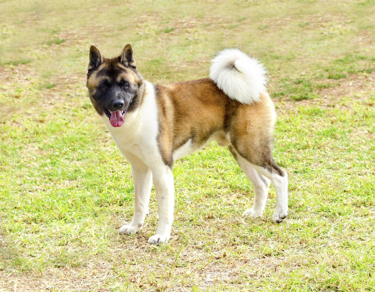 American Akita Dog 1