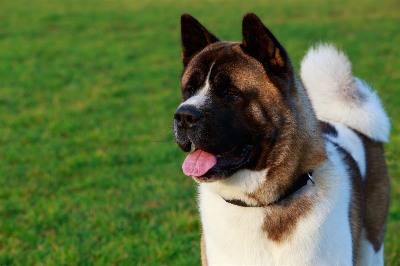 American Akita Dog 2