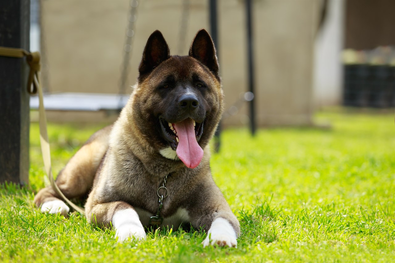 American Akita Dog 3