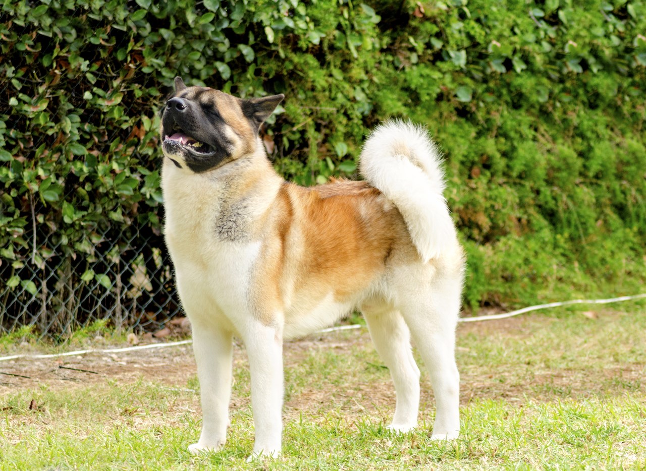 American Akita Dog 4