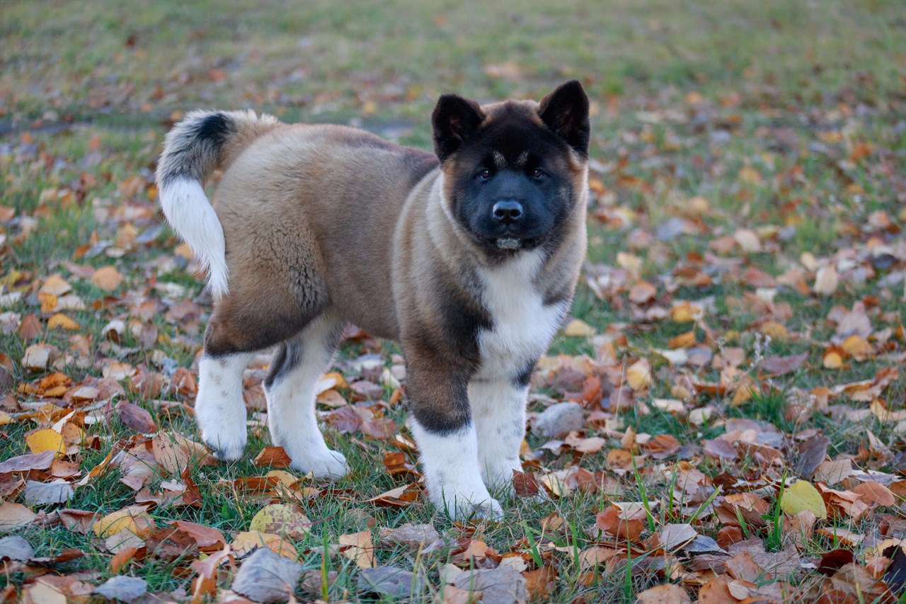 American Akita Puppy 1