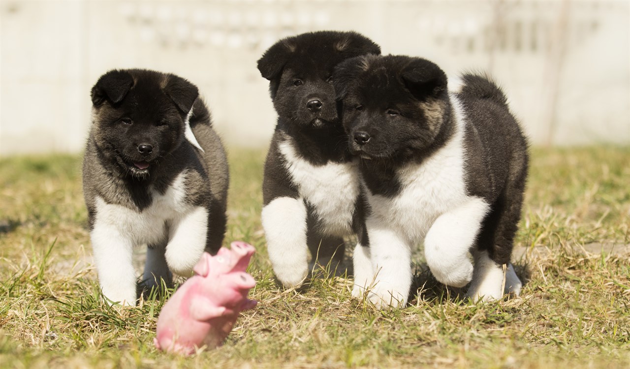 American Akita Puppy 2