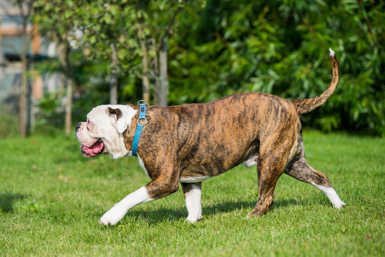 American Bulldog Dog 1