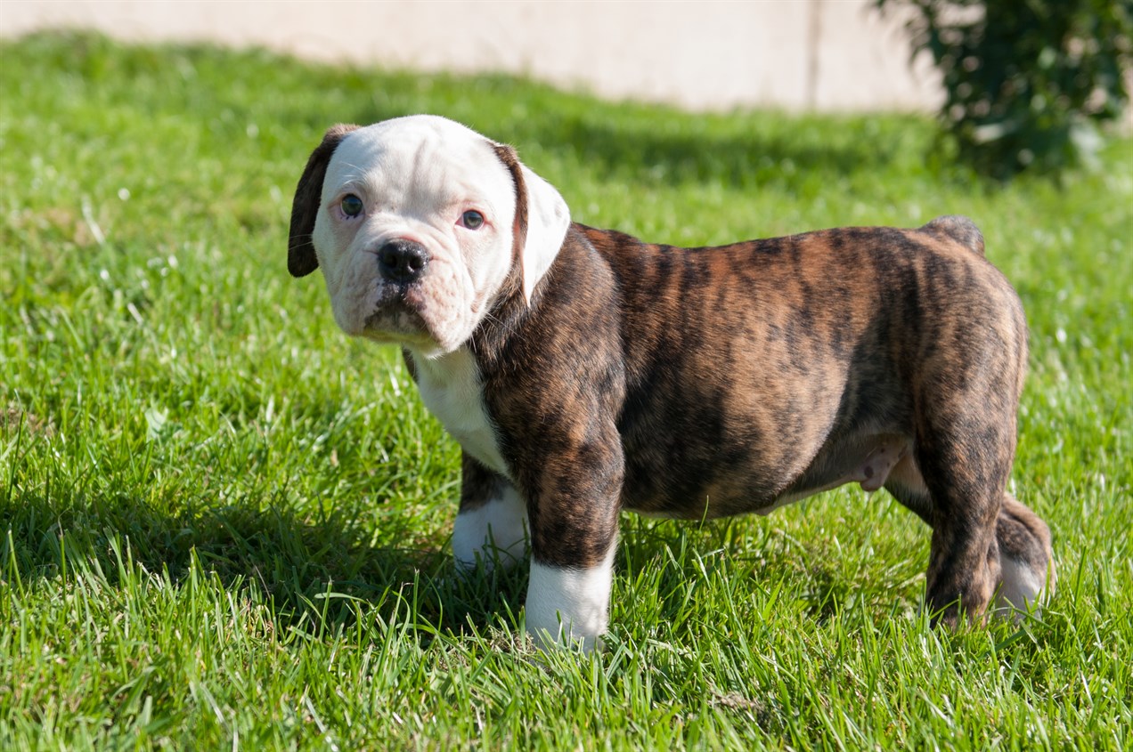 American Bulldog Puppy