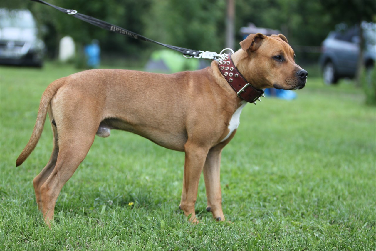 Side view of American Pit Bull Terrier Dog walking on green grass wearing a pike collar