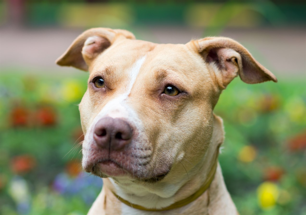 Close up view of American Pit Bull Terrier Dog face