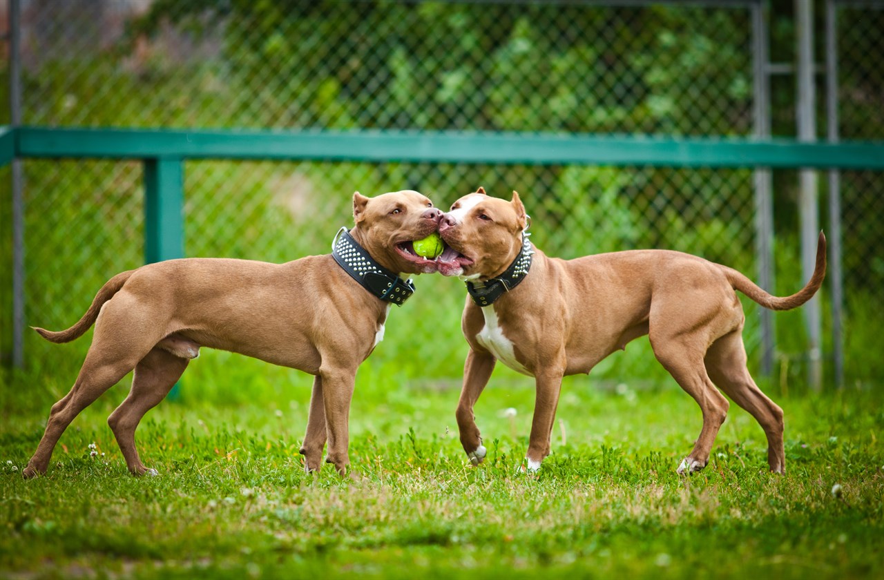 Two American Pit Bull Terrier Dogs playing with a single tennis ball wearing a black spike collar