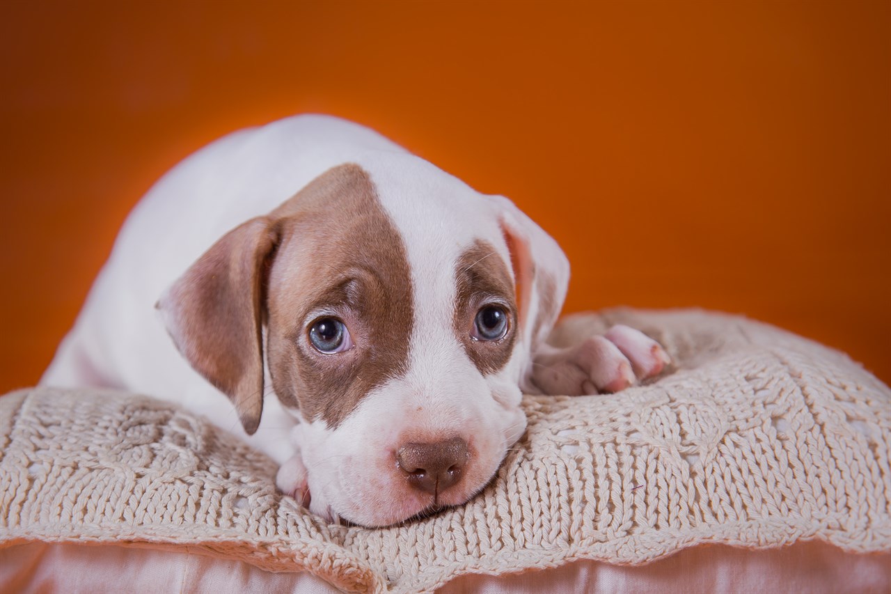 Cute American Pit Bull Terrier Puppy lying down on crochet pillow with red background