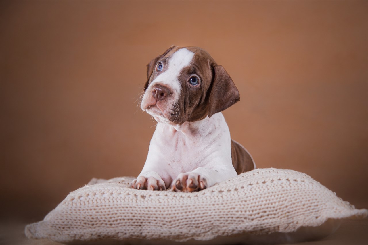 American Pit Bull Terrier Puppy standing on crochet pillow with brown background