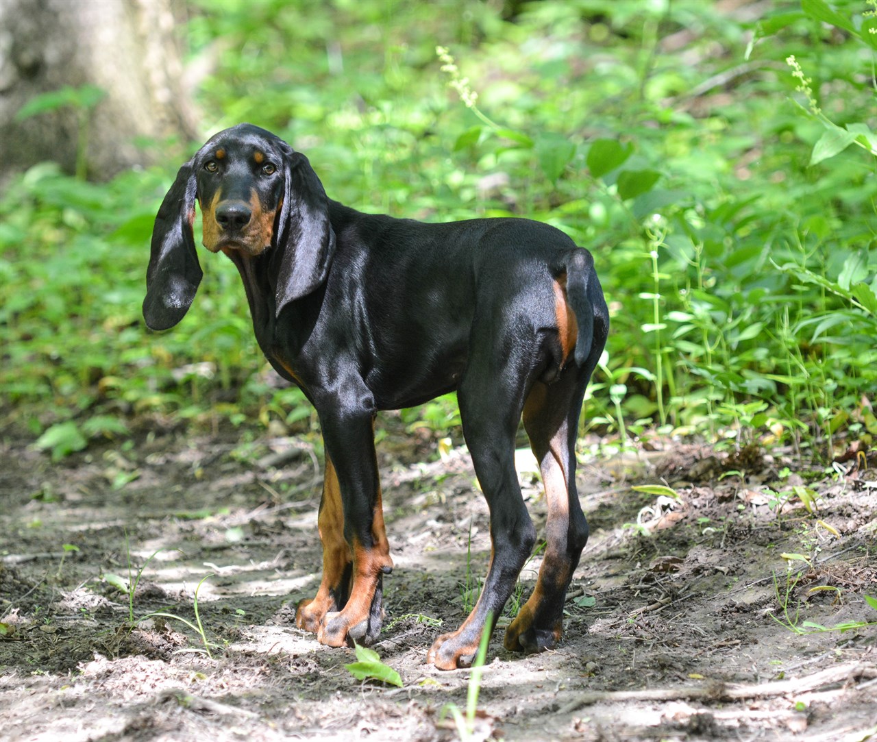 Black And Tan Coonhound Dog standing on dirt ground in the woods looking at camera