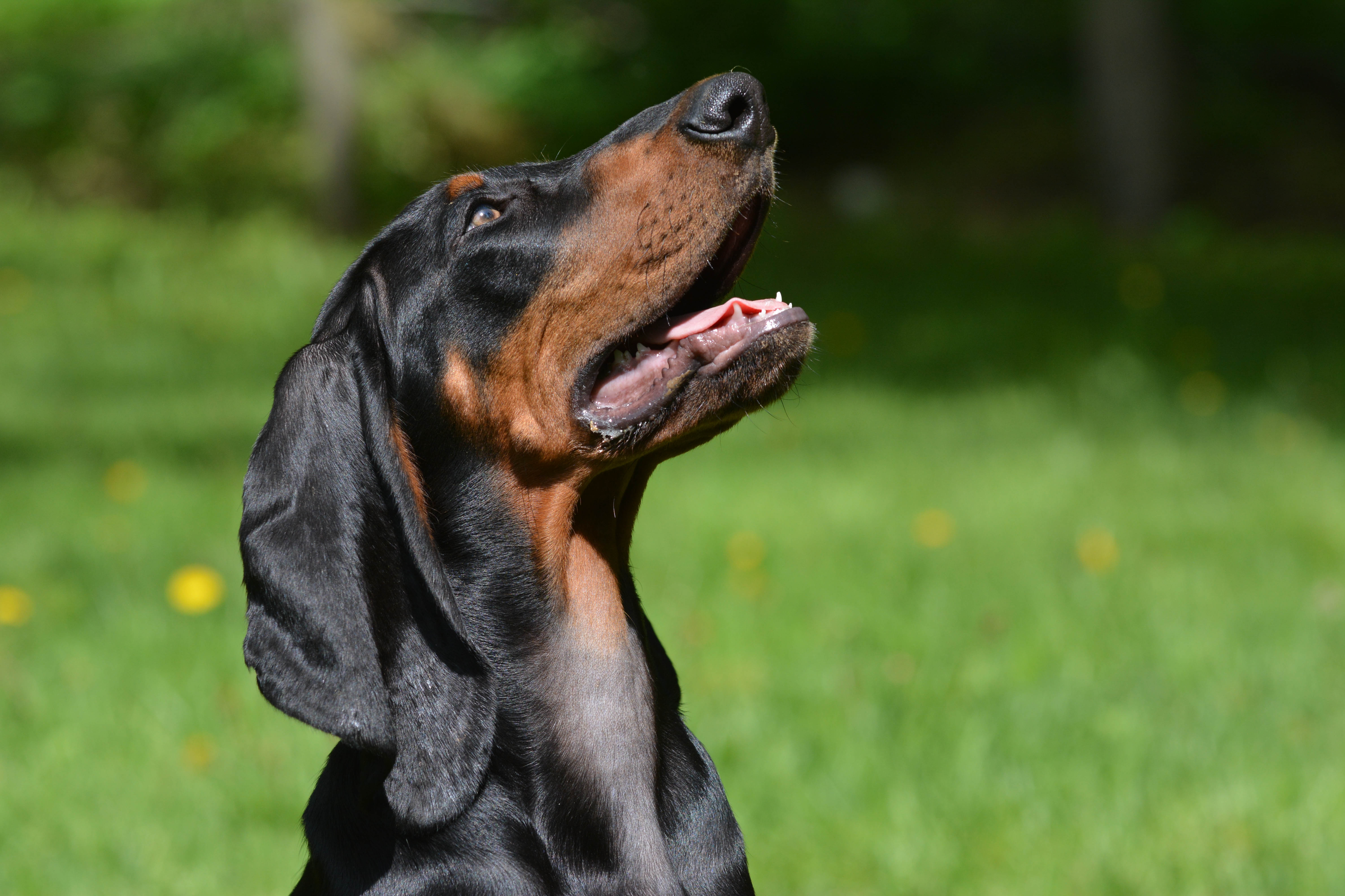 Close up view of Black And Tan Coonhound Dog looking up