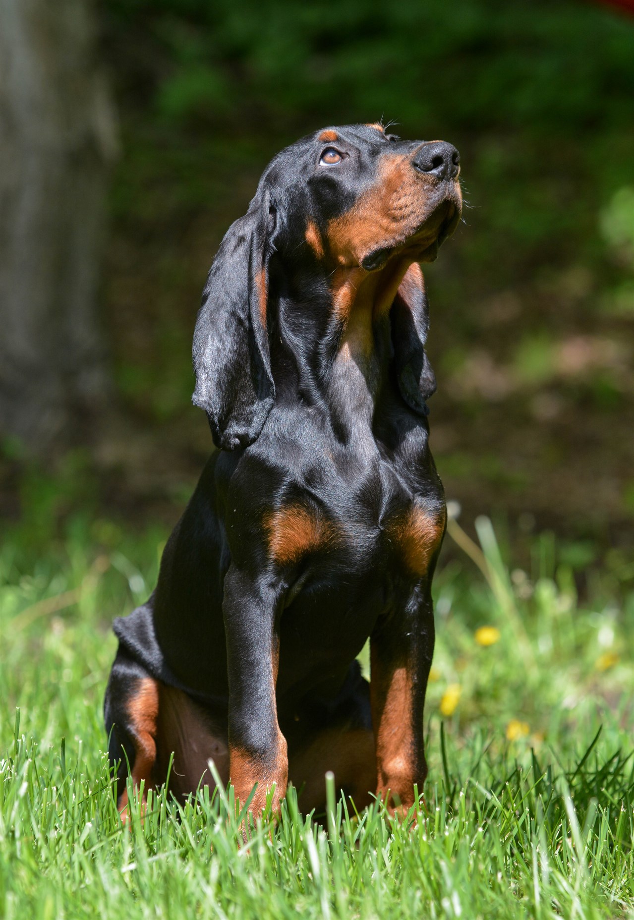 Black And Tan Coonhound Dog standing on green grass looking up to the sky