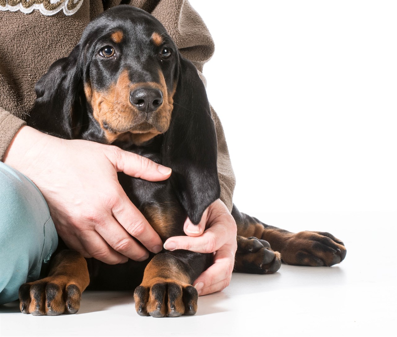 Black And Tan Coonhound Puppy sitting next to owner lap