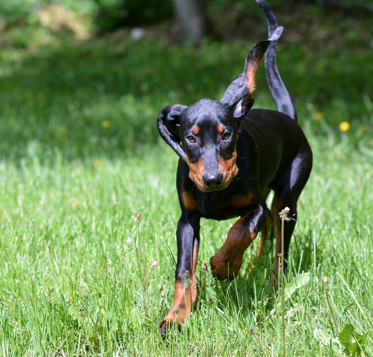 Black And Tan Coonhound Puppy running on beautiful tall green grass