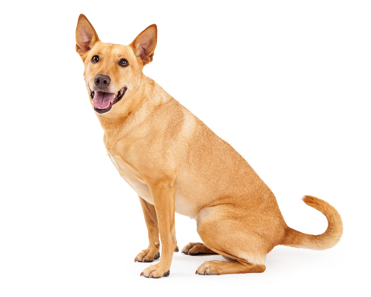 Carolina Dog sitting down on its lower back with white background