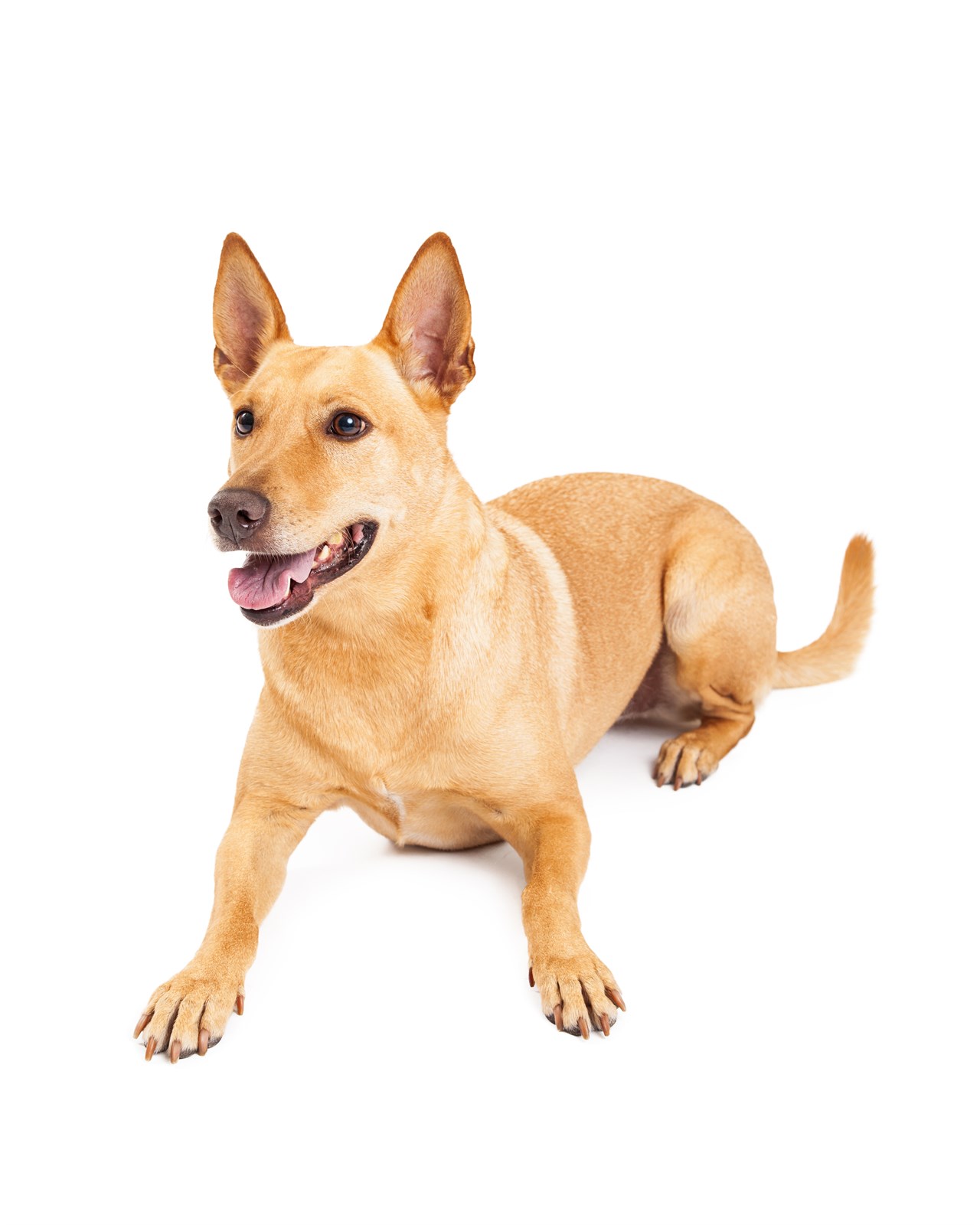 Carolina Dog sitting down smiling with white background