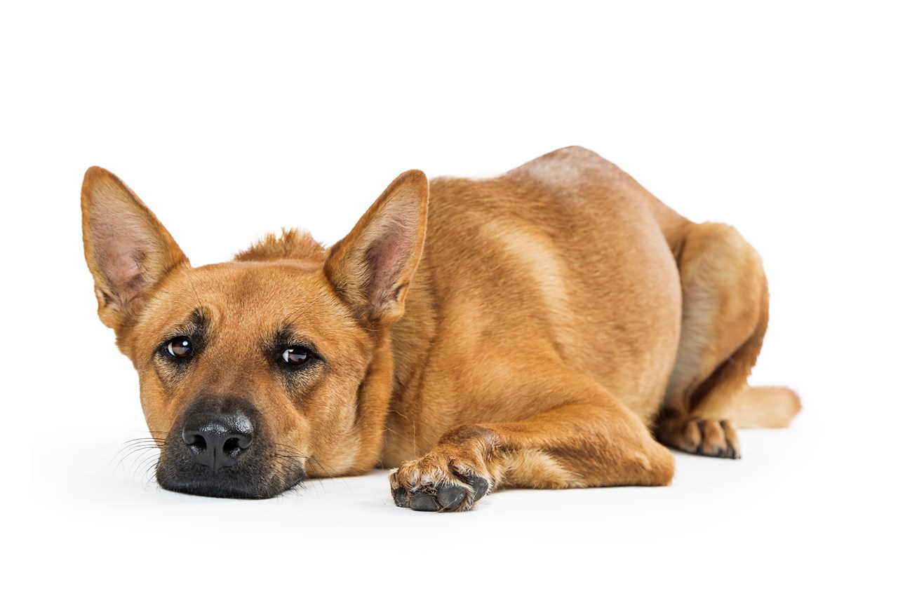 Carolina Dog lying down looking at camera with white background