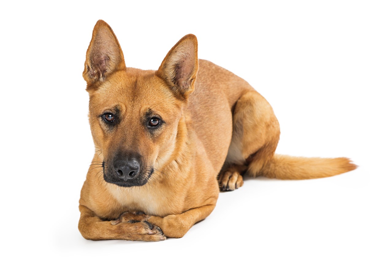 Carolina Dog sitting down on its belly looking at camera with white background