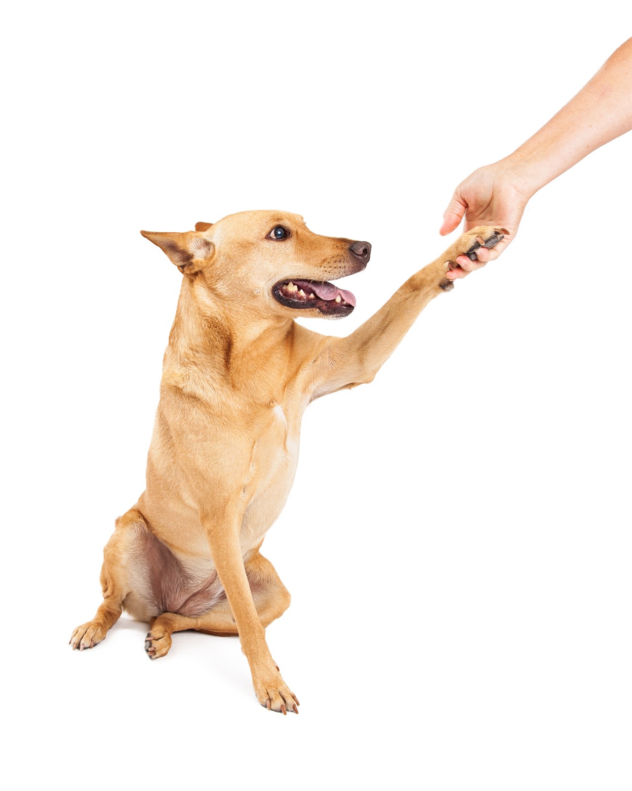 Carolina Dog Carolina Dog holding human hand with white background