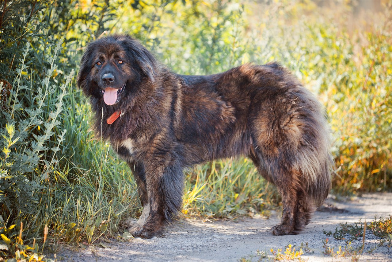 Side view of Caucasian Shepherd Dog standing on gravel road smiling at camera