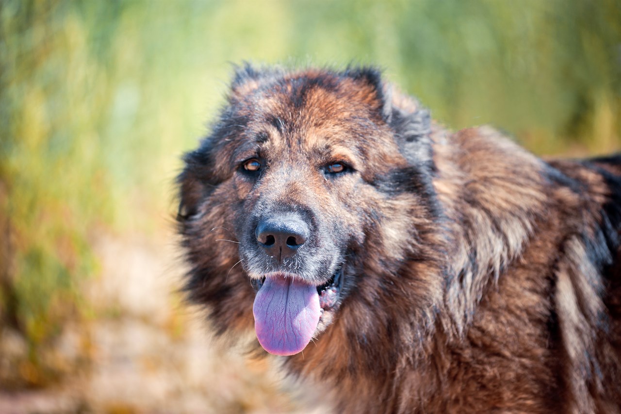 Close up view of Caucasian Shepherd Dog face smiling