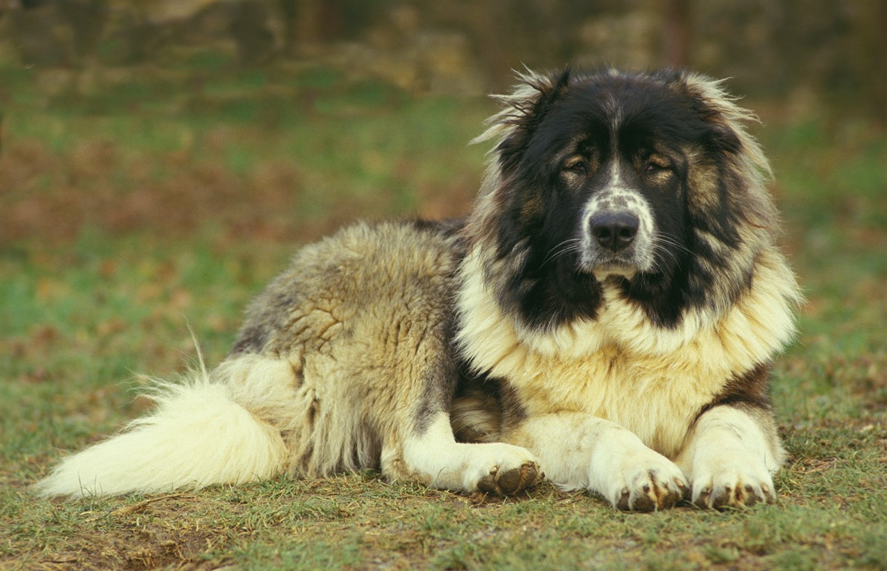 Caucasian Shepherd Dog sitting down on patchy grass looking at camera