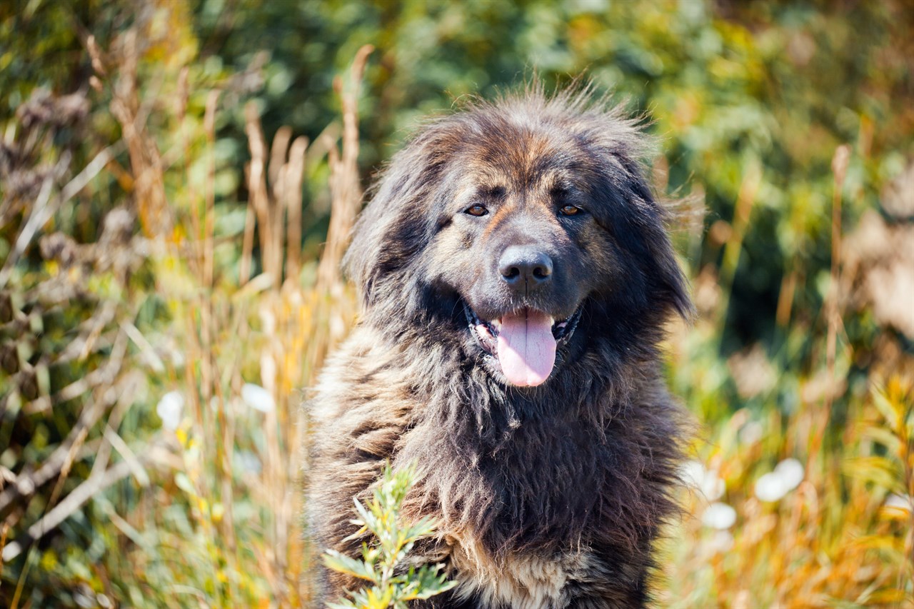 Caucasian Shepherd Dog standing on tall grass plant looking straight at camera