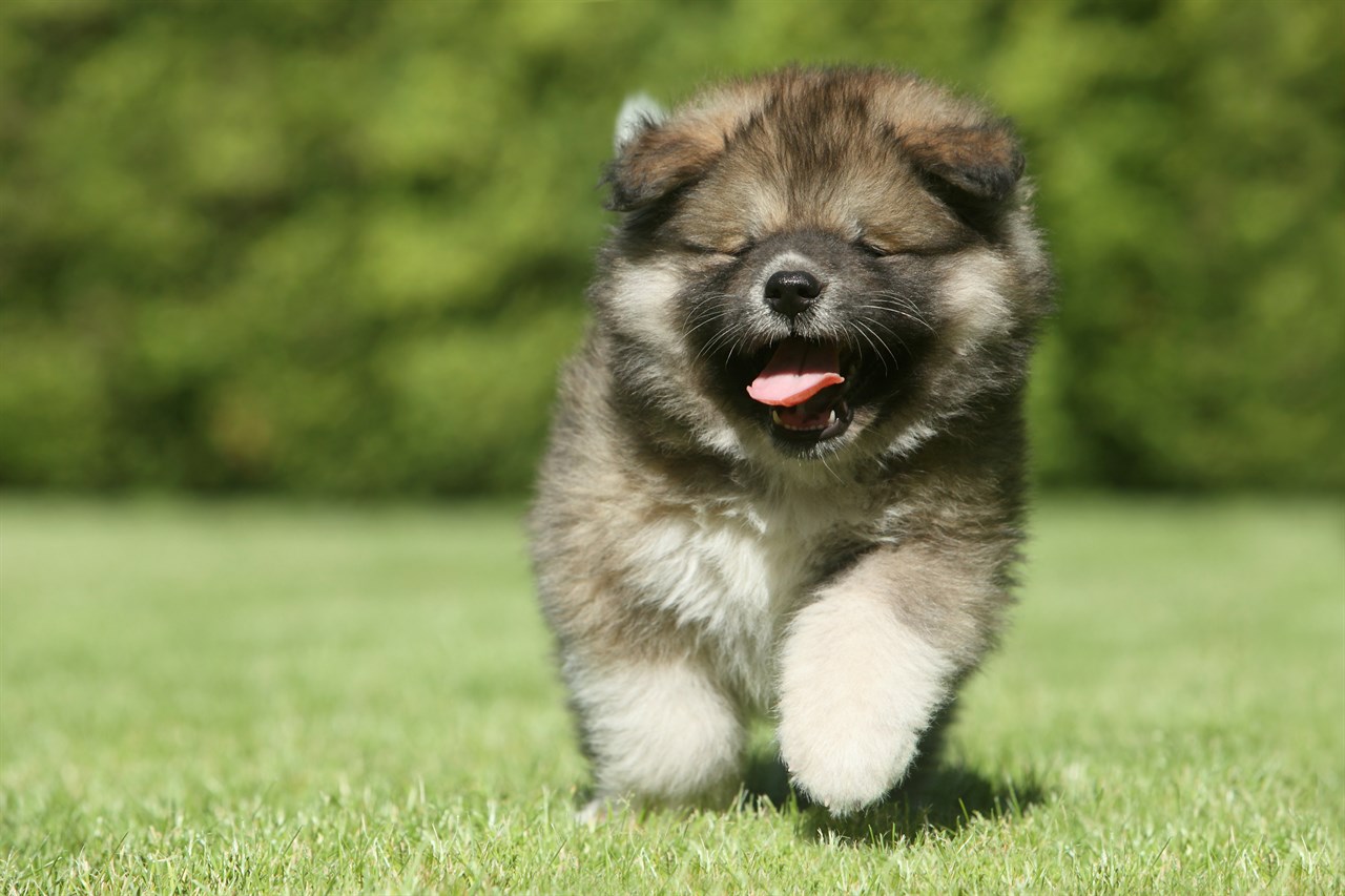 Cute Caucasian Shepherd Dog Puppy running in the middle of green grass field