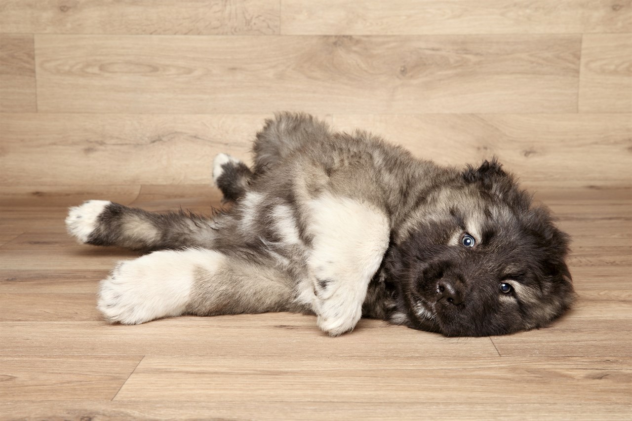 Caucasian Shepherd Dog Puppy lying belly up with wooden design background