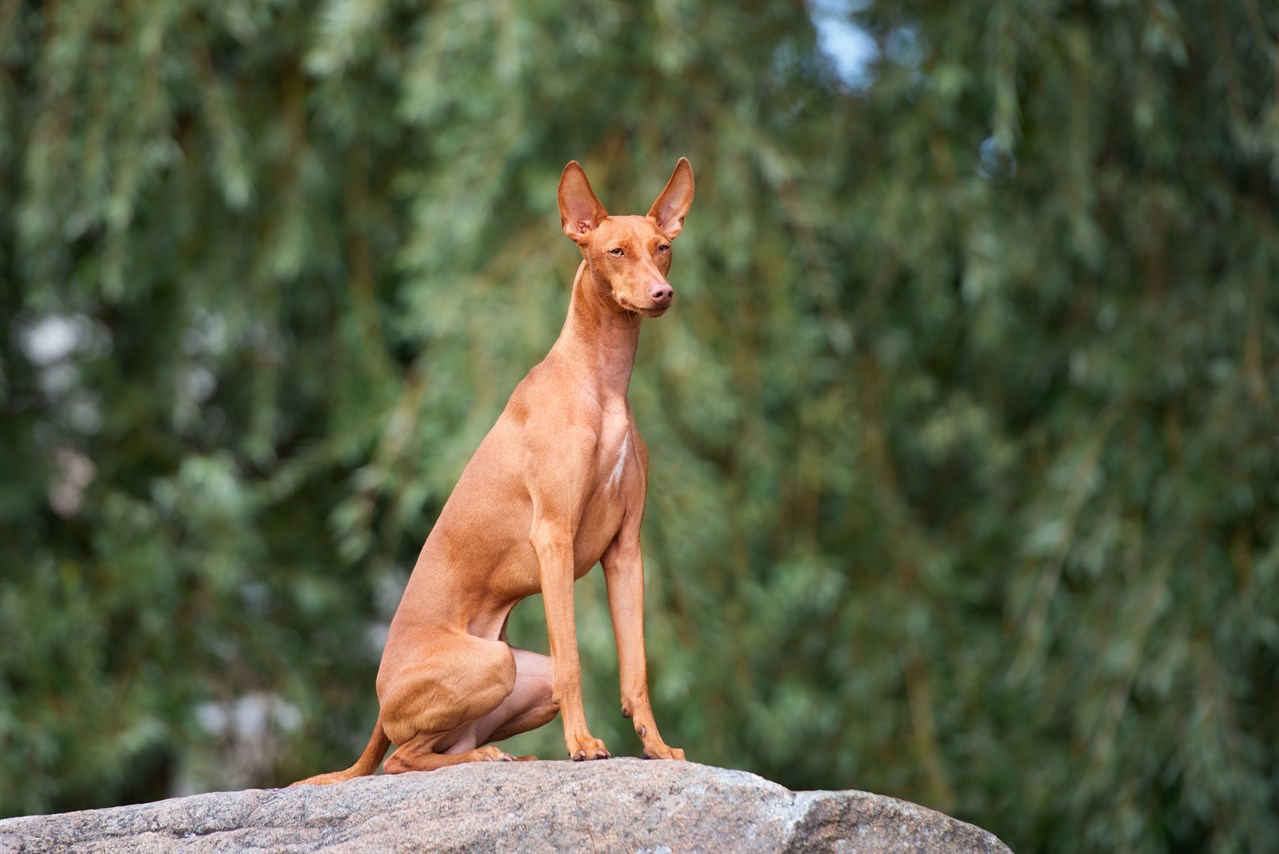 Cirneco Delletna Dog sitting on top of huge bolder with tall green tree background