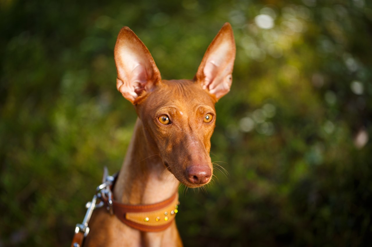 Close up view of Cirneco Delletna Dog face wearing a leash