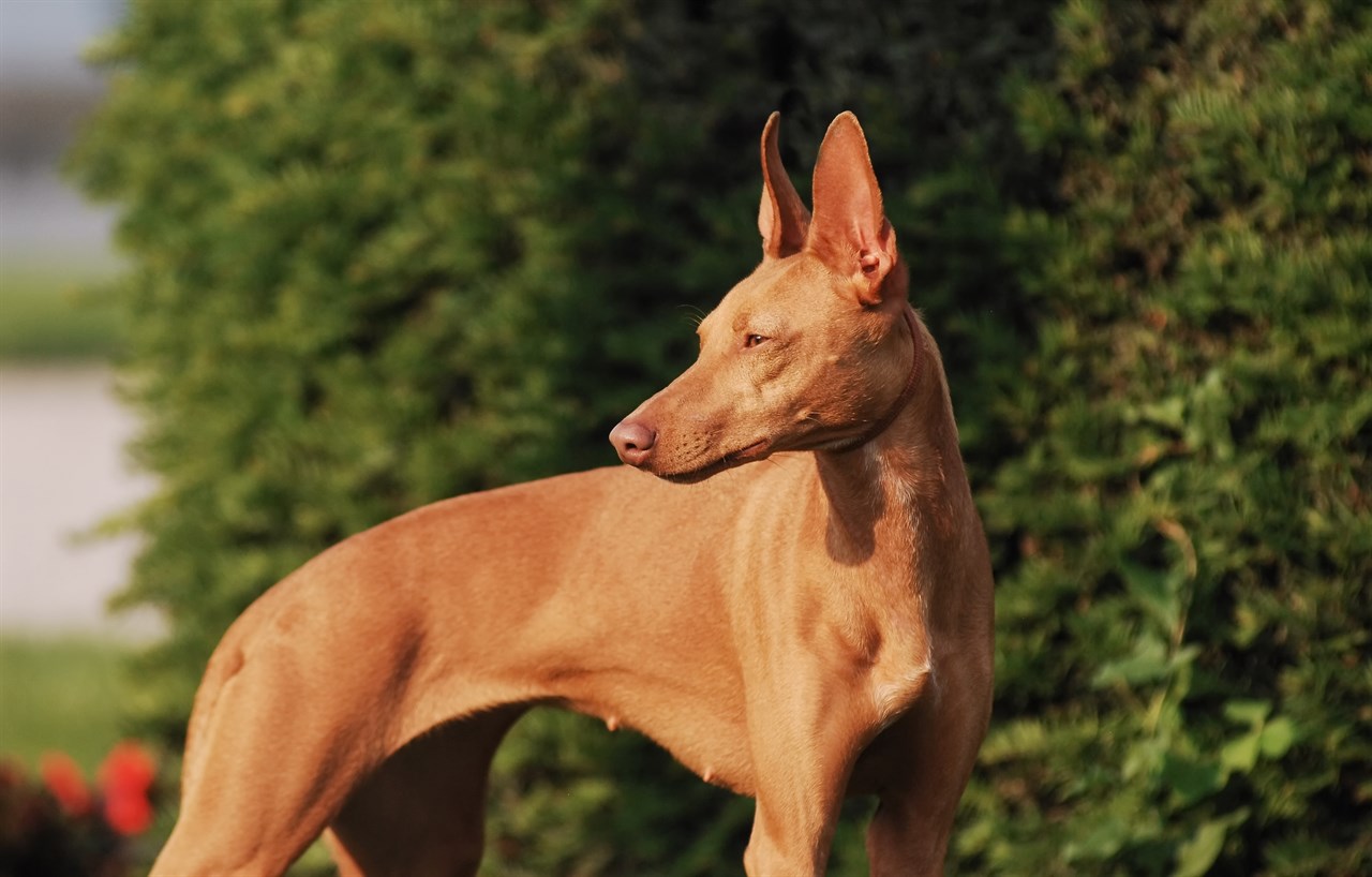 Cirneco Delletna Dog standing outdoor on sunny day next to a pine trees