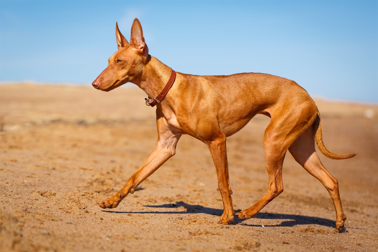 Side view of Cirneco Delletna Dog walking on dirt ground field with beautiful sky background