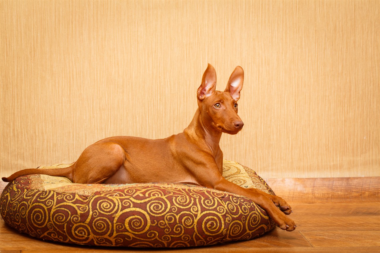 Cirneco Delletna Puppy sitting down on beautiful pattern dog bed indoor