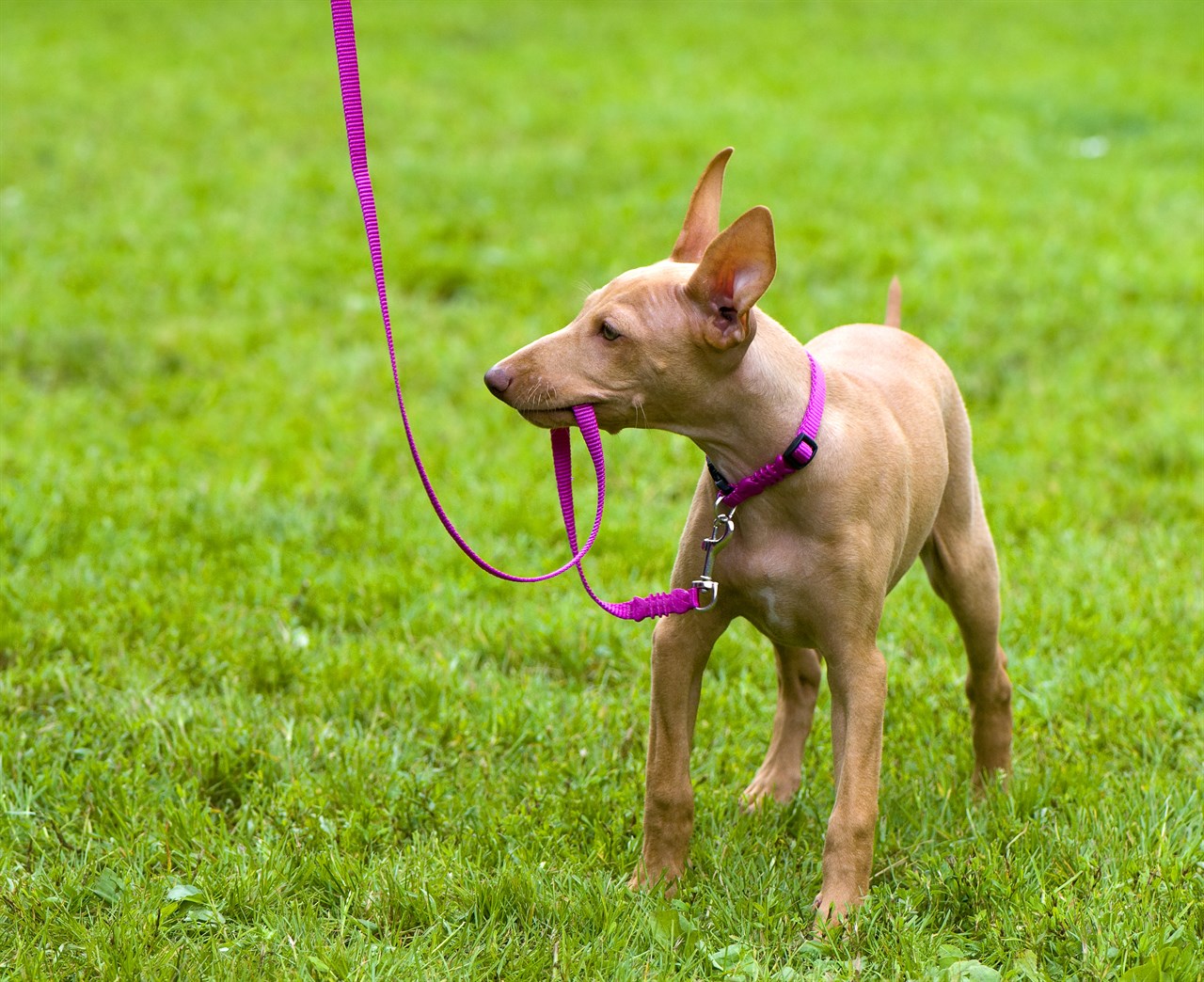 Cirneco Delletna Puppy enjoy walks on green grass wearing a purple leash