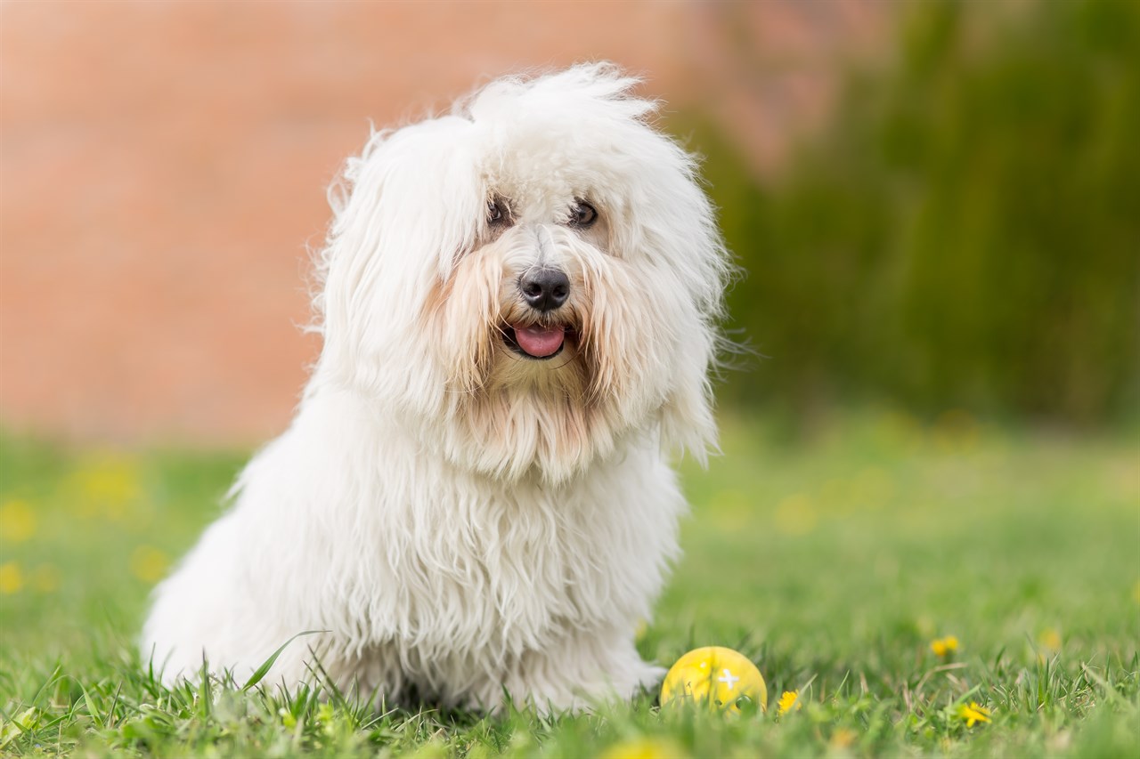 Coton De Tulear Dog standing on green grass playing with yellow ball