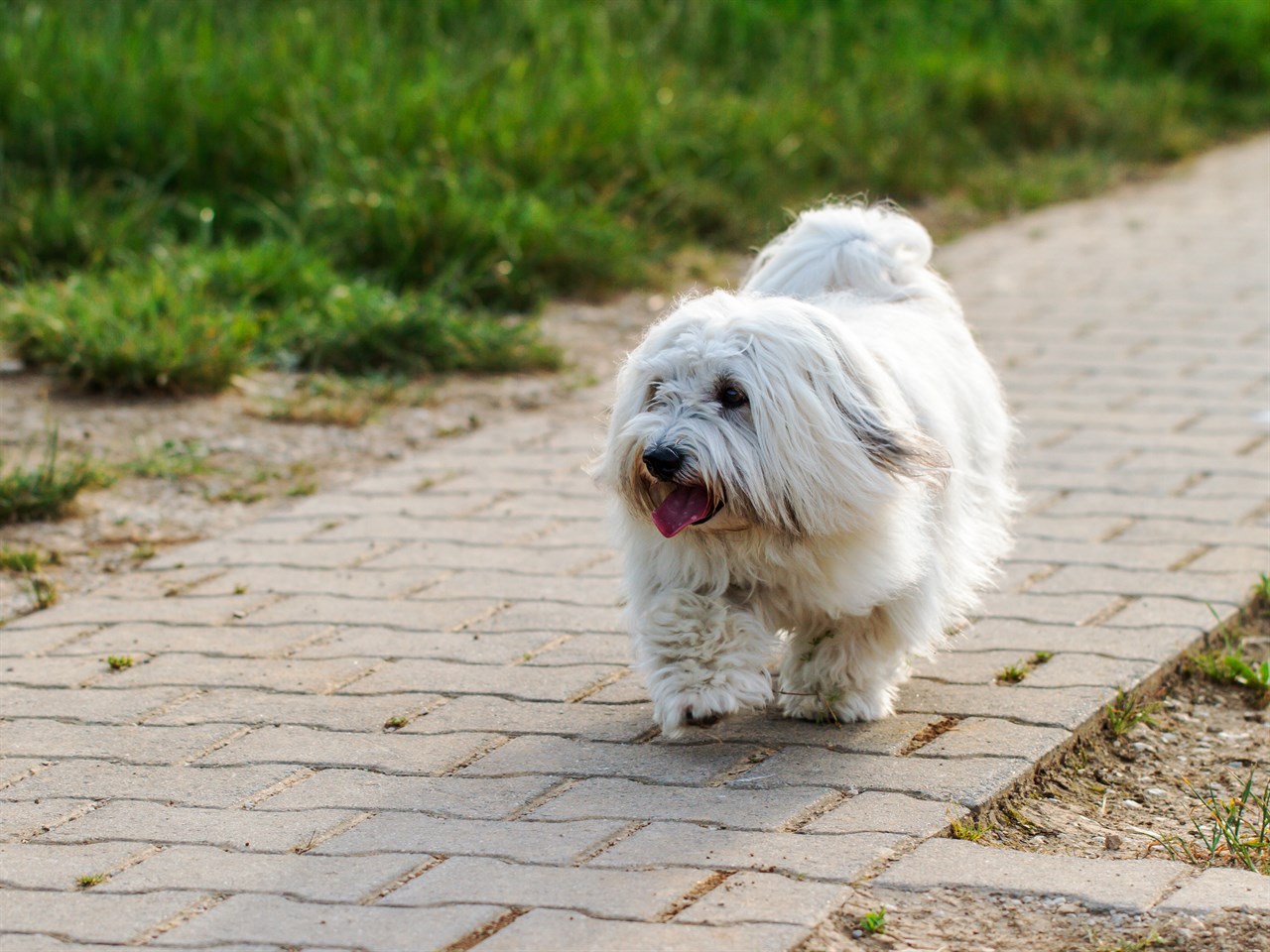 Coton De Tulear Dog walking on stone pathway smiling wide