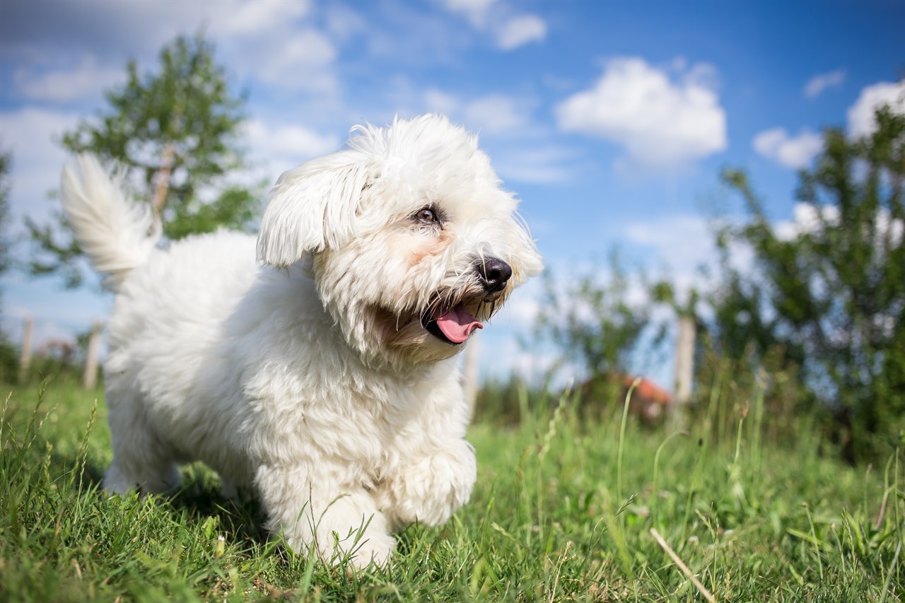 Coton De Tulear Dog running on green grass with beautiful cloudy sky