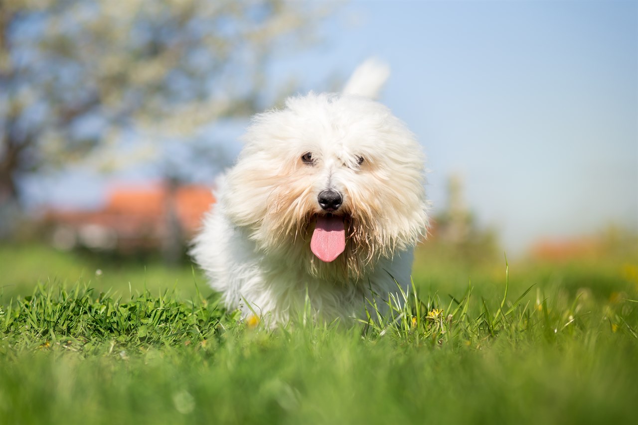 Coton De Tulear Dog running towards the camera with its tongue sticking out